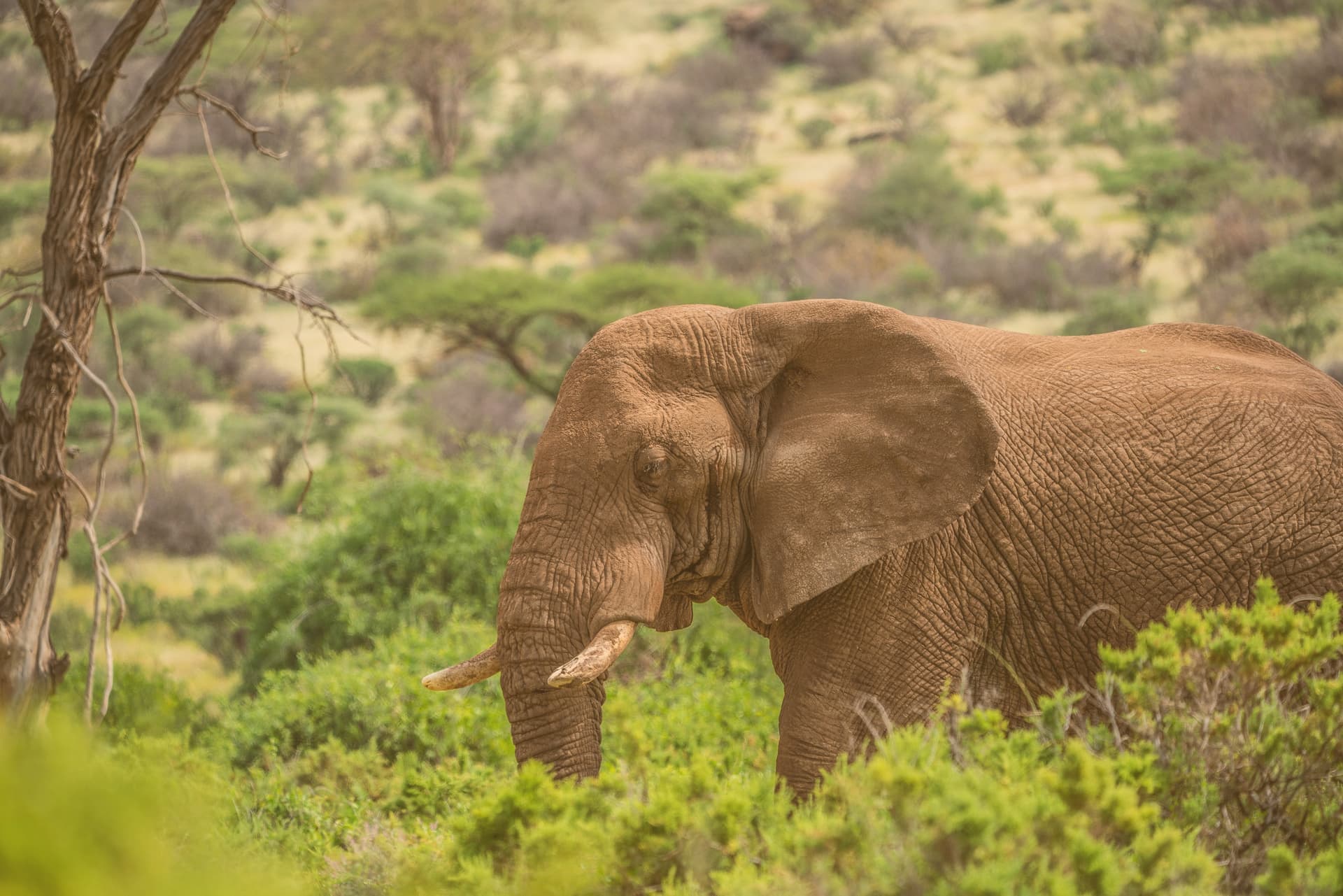 Raw Elegance in Samburu