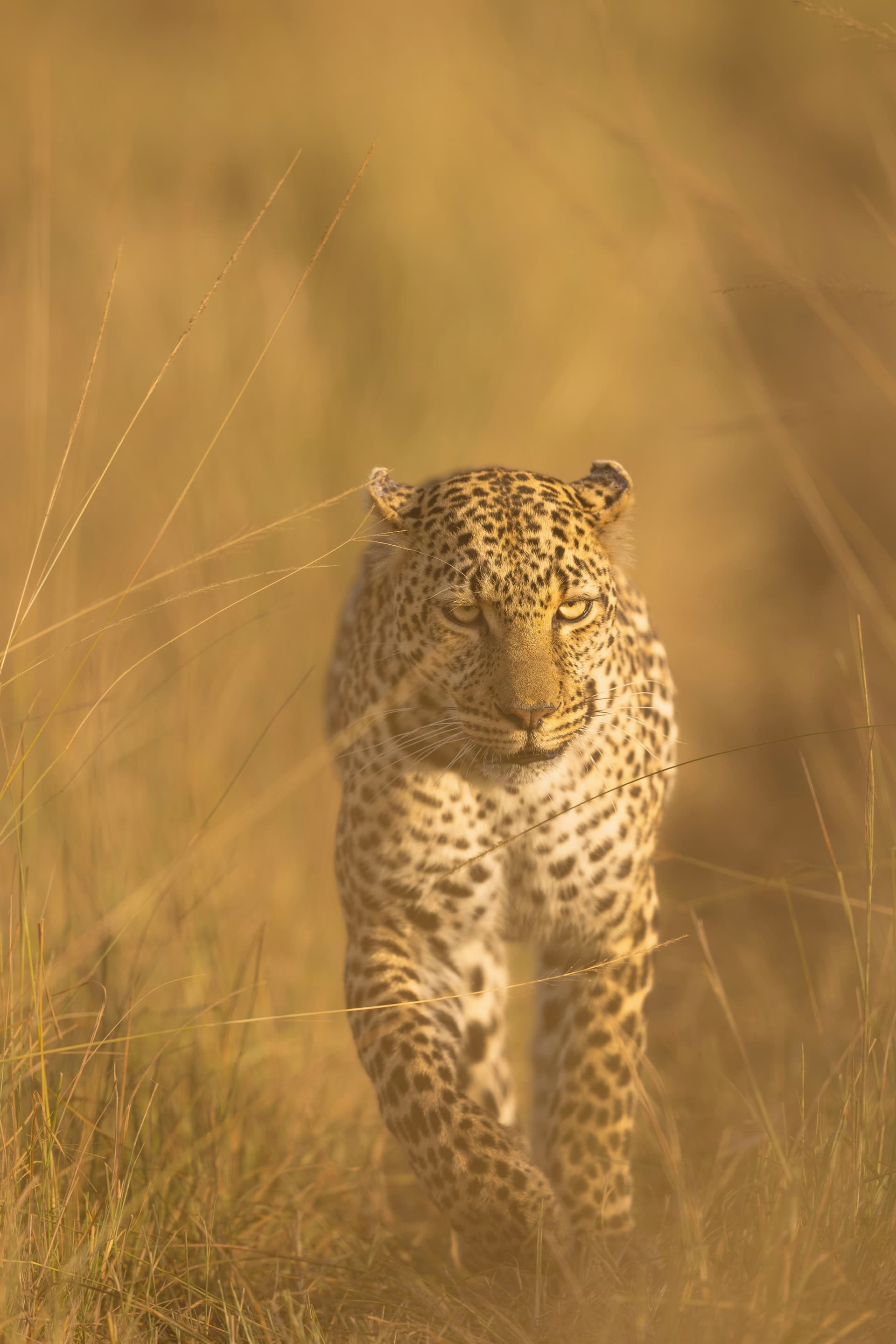 A Deep Reset in the Mara