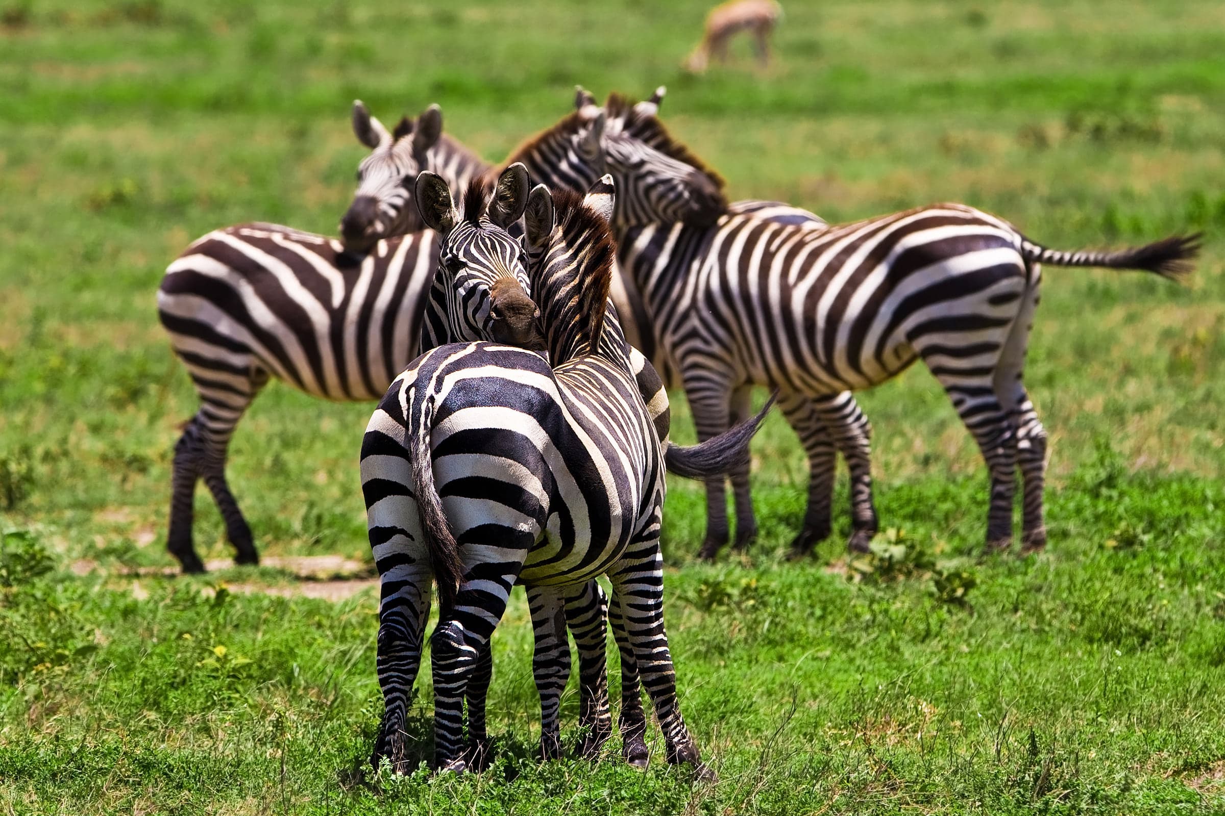 Maasai Mara Migration Safari